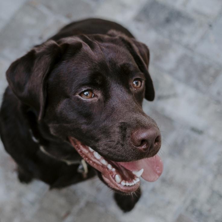 Lara van Dijk - Founder of Hollow Vista Crystal
